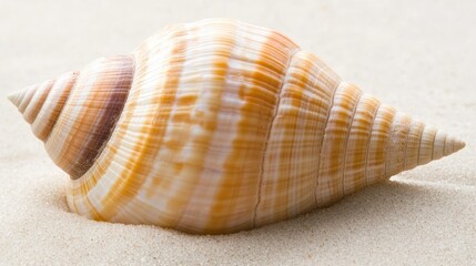 Close-up of a spiral seashell on light sand.