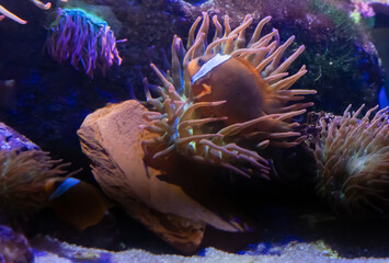 Bubble tip anemone animal move tentacles on live rock stone and clownfish shoal swim in water flow.