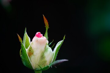 A beautiful  rose in full bloom, surrounded by blurred greenery. The delicately layered petals reveal bright, warm colors, with natural gradations.