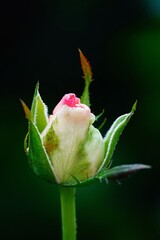 A beautiful  rose in full bloom, surrounded by blurred greenery. The delicately layered petals reveal bright, warm colors, with natural gradations.