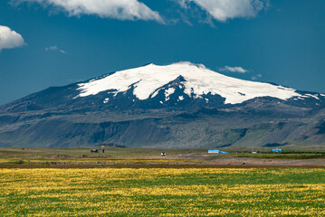 Fototapeta premium famous Snæfellsjökull, snaefells glacier, in west Iceland