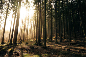 The warm sun is shining brightly through the trees in the forest