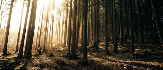 The warm sun is shining brightly through the trees in the forest
