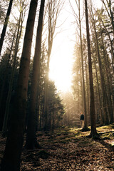 A man in a forest with sunlight shining through the trees