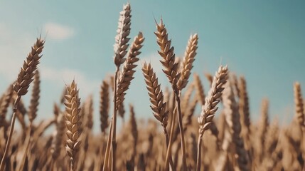 Fototapeta premium Ripe wheat stalks in a field under a clear blue sky.