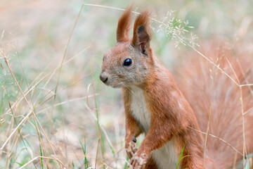 squirrel in the forest