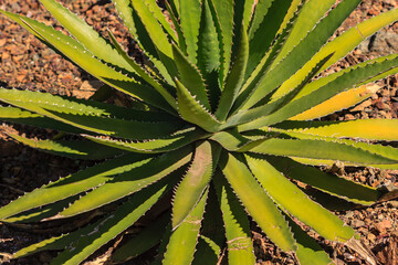 A large green plant with brown tips