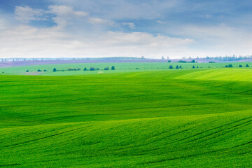 spring landscape with green fresh juicy grass in the field and cloudy sky in sunny weather