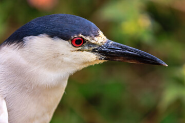 A bird with a red eye and a black beak