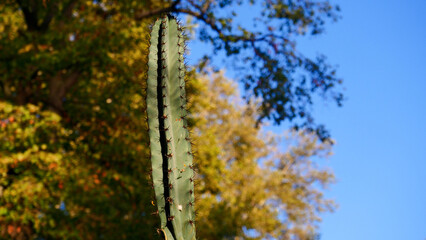Large tall cactus in natural habitat, nature of the south of France