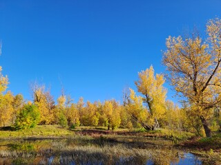 autumn in the forest