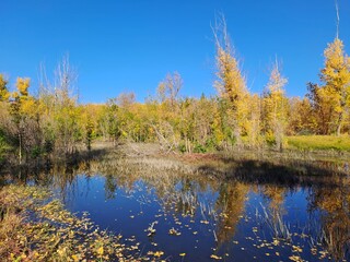 autumn trees reflected in water