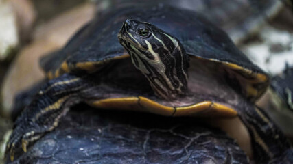 Fototapeta premium As tartarugas são répteis conhecidos pelo seu casco duro, que serve de proteção contra predadores. Habitam ambientes terrestres, aquáticos e marinhos, alimentando-se de plantas.