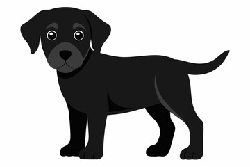 black labrador retriever dog