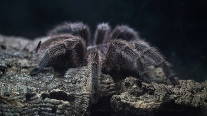 As tarântulas são aranhas de grande porte, conhecidas pelo seu corpo peludo e comportamento noturno.