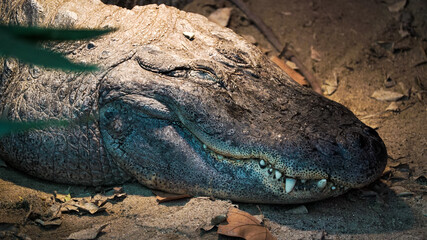 Obraz premium Os crocodilos são répteis semi-aquáticos, conhecidos pelo seu corpo robusto, mandíbulas poderosas e pele escamosa