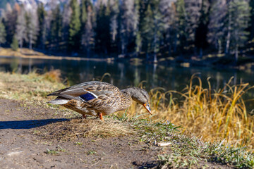 Duck near the lake in the natural environment wildlife. Female grey duck bird walking on the ground