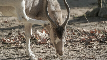 Os animais da savana com chifres são ícones das planícies africanas, conhecidos pela sua imponência e importância ecológica. 