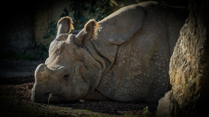 Os rinocerontes s&atilde;o grandes mam&iacute;feros herb&iacute;voros conhecidos pelos seus chifres distintos e corpo robusto. 