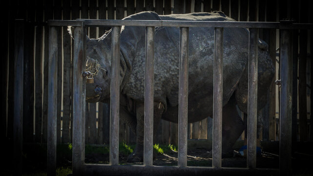 Os rinocerontes s&atilde;o grandes mam&iacute;feros herb&iacute;voros conhecidos pelos seus chifres distintos e corpo robusto. 