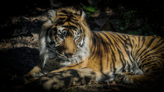 tigre, selvagem