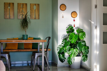 Monstera deliciosa, the Swiss cheese plant or split-leaf philodendron decorating an empty corner of the living room