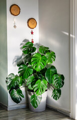 Monstera deliciosa, the Swiss cheese plant or split-leaf philodendron decorating an empty corner of the living room