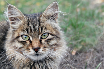 fluffy yard cat with green eyes is sitting outside,  close-up of cat's face