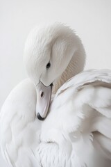 Fototapeta premium Elegant White Duck Stands Out Against a Pure White Backdrop, Showcasing the Grace of Poultry in Isolation
