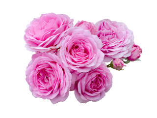 Bouquet of pink roses isolated on white background