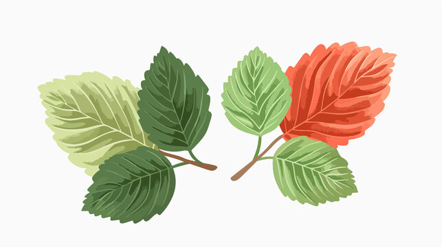 Vibrant Lenga Beech Nothofagus Pumilio Leaves in Green and Red