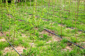 Green garden nursery of fruit trees in spring, rows of young seedlings with drip irrigation