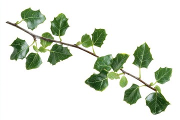 Isolated European Holly Sprig on White Background for Celebrating Christmas and Fall Decor