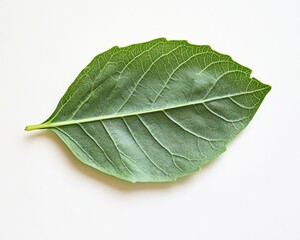 Obraz premium Vibrant Basil Leaves Isolated on White Background. Fresh Green Herb Top View Composition.