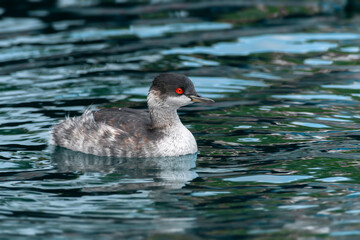 Side view portrait of Black-necked Grebe (Podiceps nigricollis) in non-breeding plumage