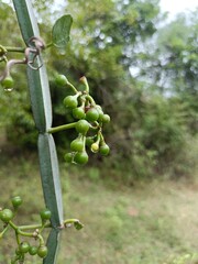 Veld Grape Plant in Natural Habitat