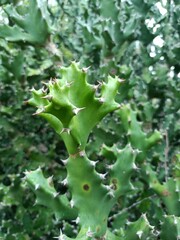 Close-Up of Euphorbia tortilis in Natural Habitat