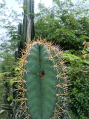 Close-Up of Cereus jamacaru Cactus in Natural Habitat