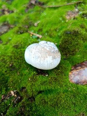 A lifeless snail lying on a bed of vibrant green moss.