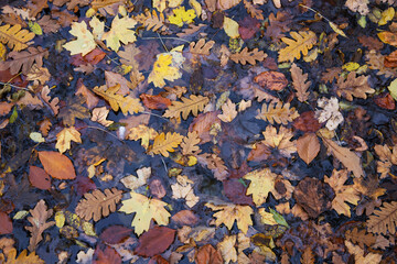 autumn leaves in the water, autumn background, texture of autumn leaves