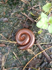 Spirostreptus: Giant Millipede on Natural Habitat