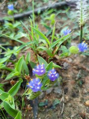 Cyanotis Plant with Lush Green Foliage