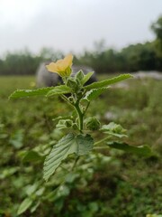 Sida Rhombifolia with Green Leaves and Yellow Flowers.