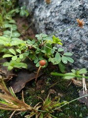 Tiny Brown Mushroom in Nature.