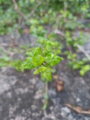 Small Green Plant with Tiny Leaves in Natural Light