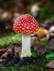 Red fly agaric musroom