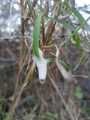 Snow Drop on a Green Plant.