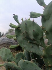 Ripe Barbary Fig Cactus with Fruits