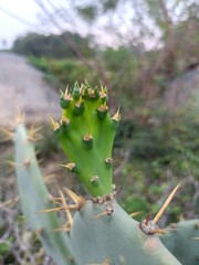 Eltham Indian-Fig Cactus in Natural Habitat