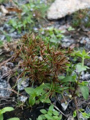 Climacium Dendroides – Tree-Like Moss in Natural Habitat.